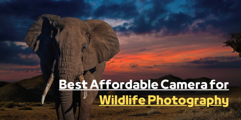10 Best Affordable Camera for Wildlife Photography