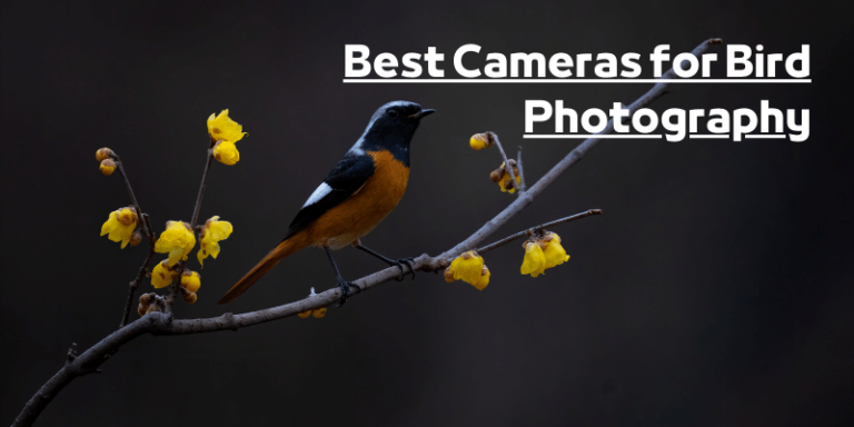 10 Best Cameras for Bird Photography