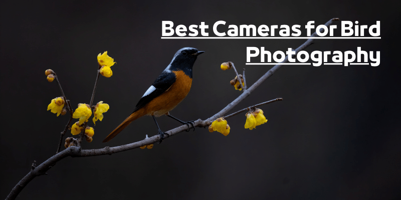 best cameras for bird photography