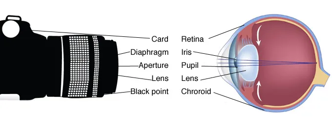 resemblance between a human eye and a camera lens